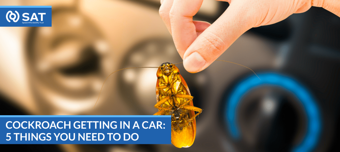 Cockroach Getting in A Car: 5 Things You Need to Do
